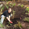 Mulch Around the Plants