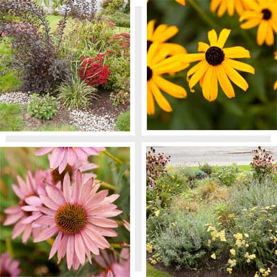 composite of four types of rain gardens to help you plan