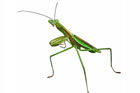 Meet the Good Bugs