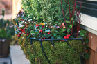 fall plants