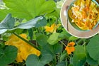 field of squash blossoms