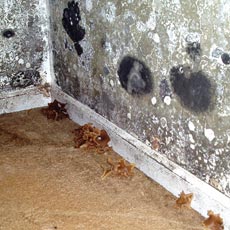 mold in an abandoned house