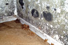 mold in an abandoned house