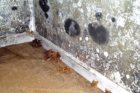 home inspection nightmares twenty three