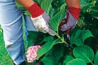 Dividing & Pruning Plant