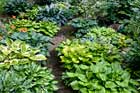 hosta borders path