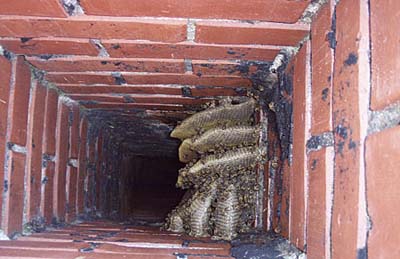 home inspection photo of bees in chimney