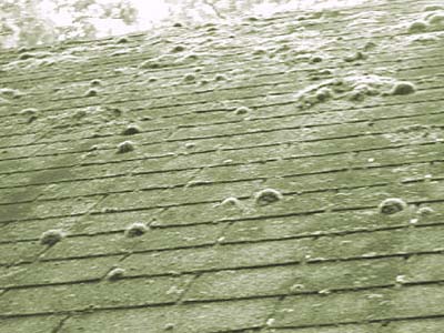 home inspection photo of moss-covered roof