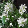 Serviceberry; pure white flowers with oval dark green leaves
