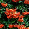 Scarlet firethorn; orange-red berries and glossy dark-green leaves