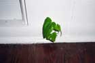 Home Inspection Nightmares 14