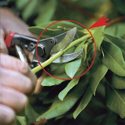 prune, limb, and landscape to clear the view to your property
