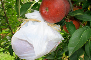 plastic bag wrapped around a ripe apple on a tree for protection