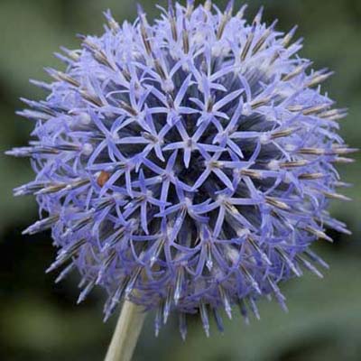 summer flower 03 jpg