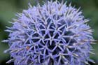 Summer-Flowering Perennials That Bloom Into Fall