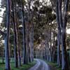 Rows of trees along a path serves as a grand entrance.