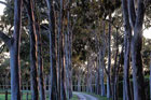 Rows of trees along a path serves as a grand entrance.