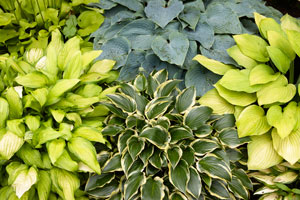 hostas