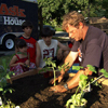 Plant the vegetables
