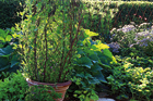 a finished trellis in a pot