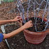 Add smaller branches