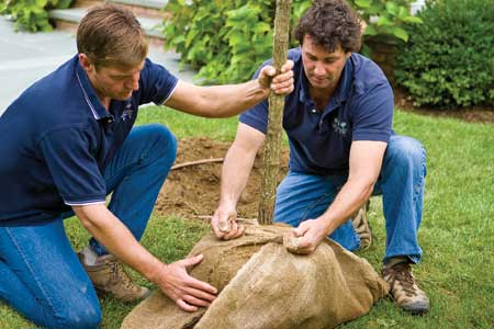 Men wraping burlap sack around tree