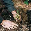 Replant the divided clump
