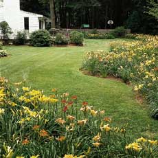 How To Divide Daylilies