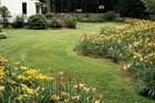 How To Divide Daylilies