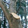 Leave the Tree to Heal Itself