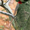 Cut Close to the Branch Collar