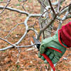 Remove Inward-Growing and Rubbing Branches