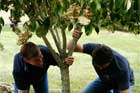 landscapers secure the newly planted tree in its hole
