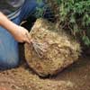 Tease out the Roots