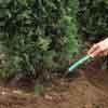 Soak the Soil