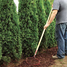 Raking mulch when planting privacy hedge