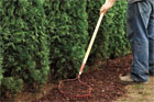 Raking mulch when planting privacy hedge