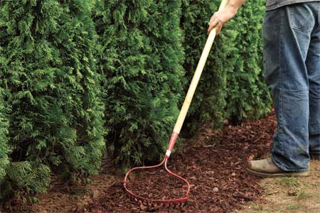 Raking mulch when planting privacy hedge