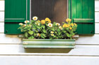 vintage window box with planted flowers
