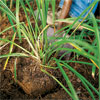 Dig up the plant