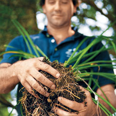 hands holding the root ball of a daylily ready to divide