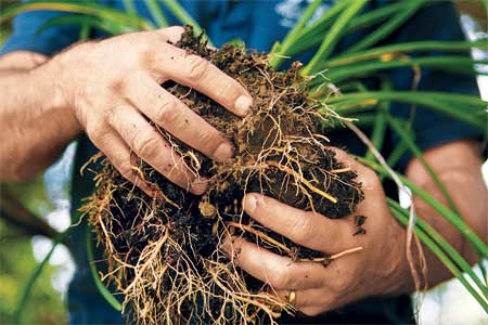 hands holding the root ball of a daylily ready to divide