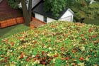 a green roof covered with succulents