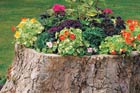 tree-stump planter