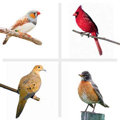 four birds