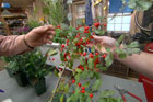 AskTOH: Fence Stain, Window Box