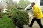 Roger Cook moving a shrub