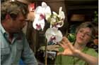 choose houseplants