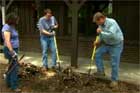 Clearing large shrubs