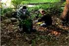 Clearing Poison Ivy